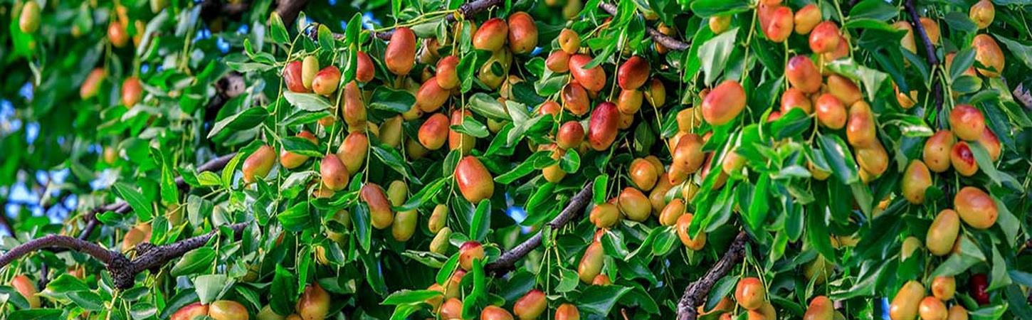  نهالستان تخصصی عناب