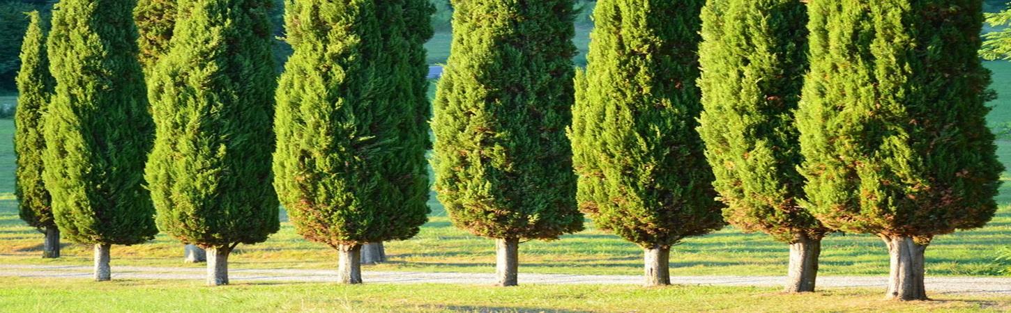  نهال غیر مثمر