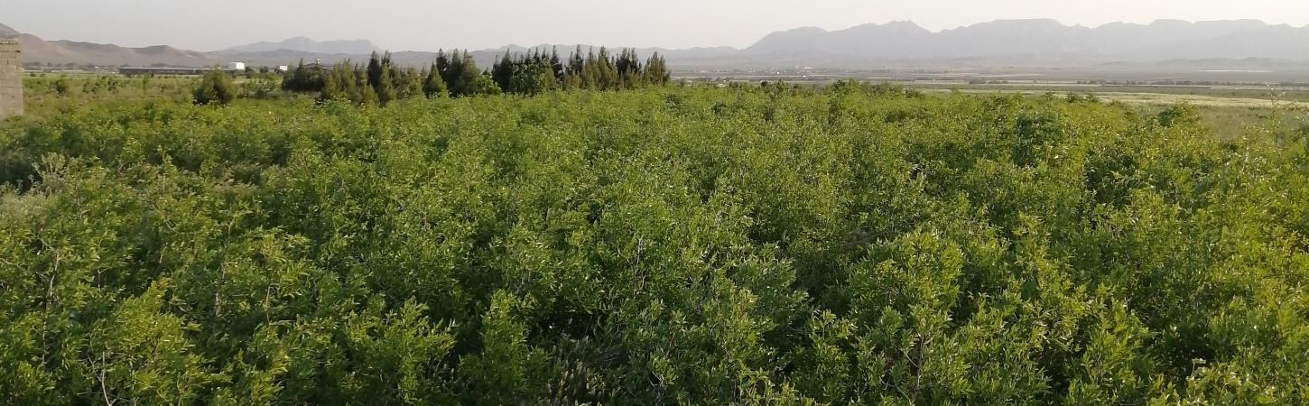  نهالستان بزرگ رضوی