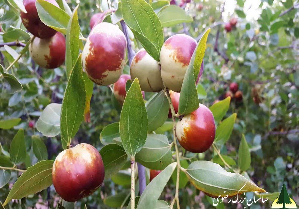 نهال عناب سیبی (li)