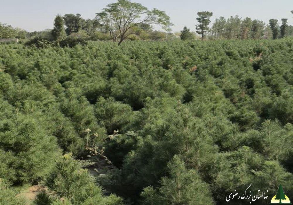 نهال کاج کله قندی