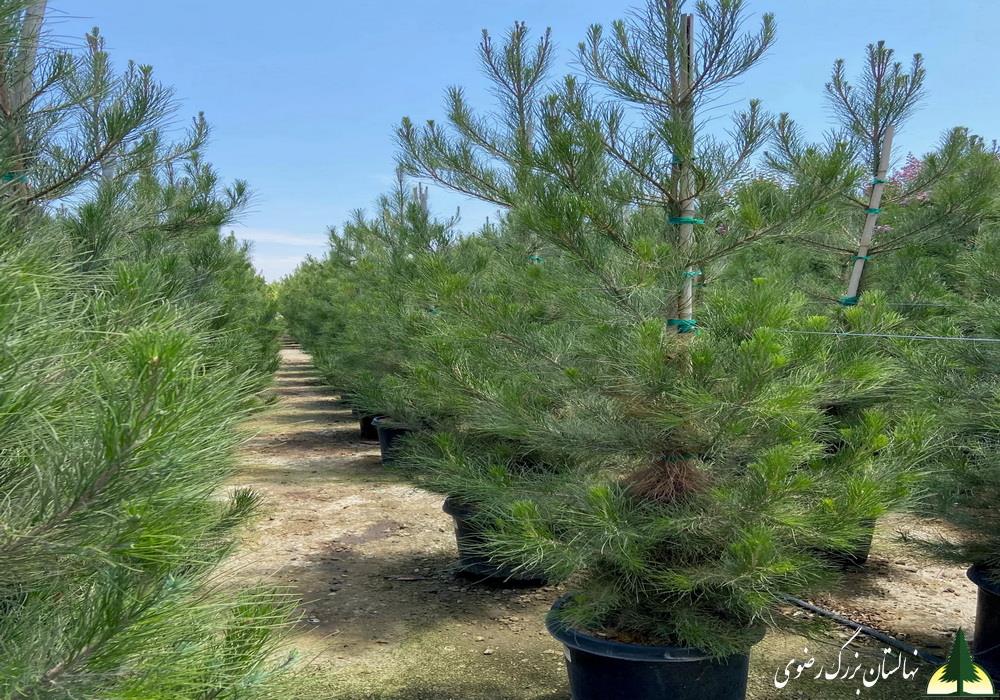 نهال کاج تهران