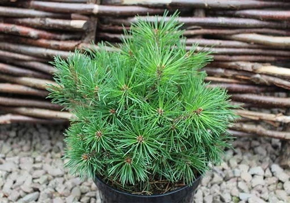 نهال کاج موگو (توپی روسی )