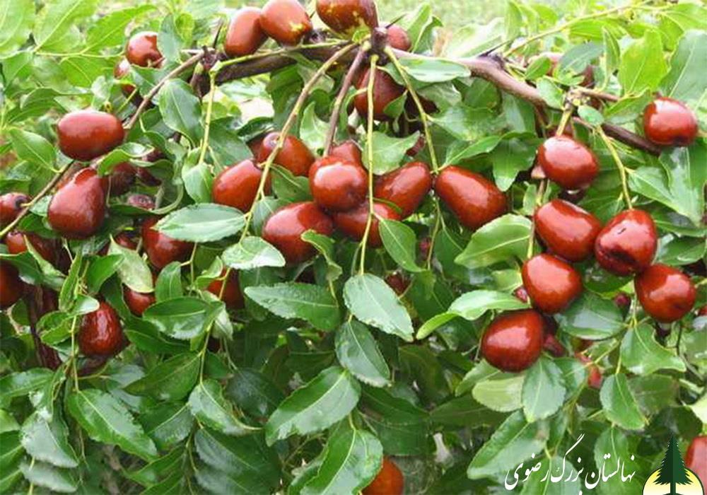 نهال عناب گلابی (lang)