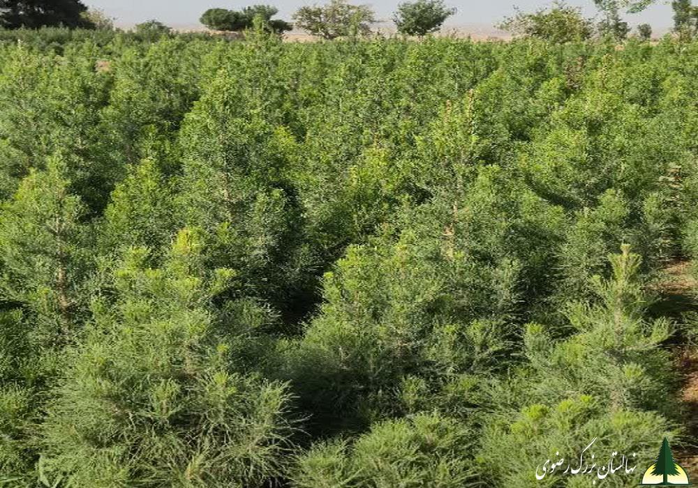 نهال کاج هیبرید