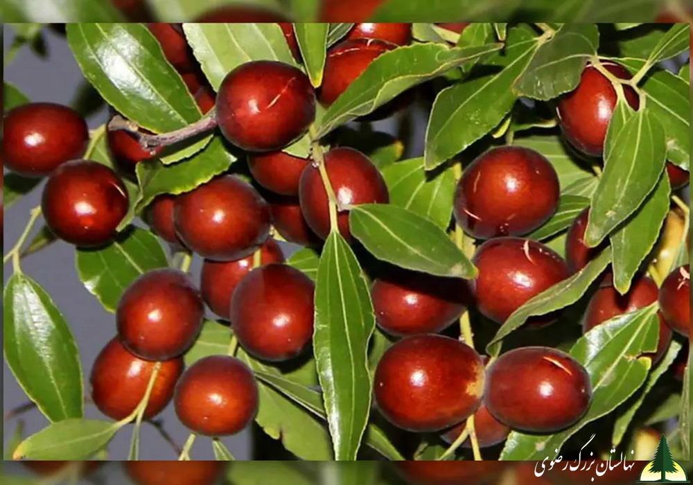 نهال عناب ترش