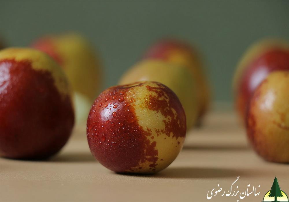 نهال عناب سیبی (li)