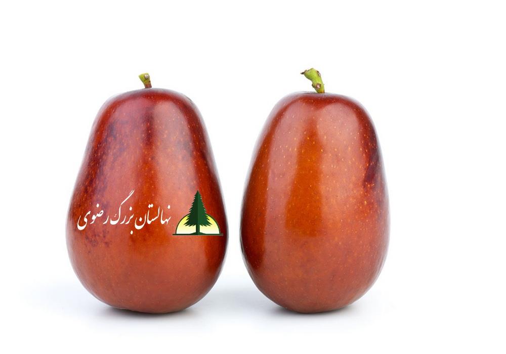 نهال عناب گلابی (lang)