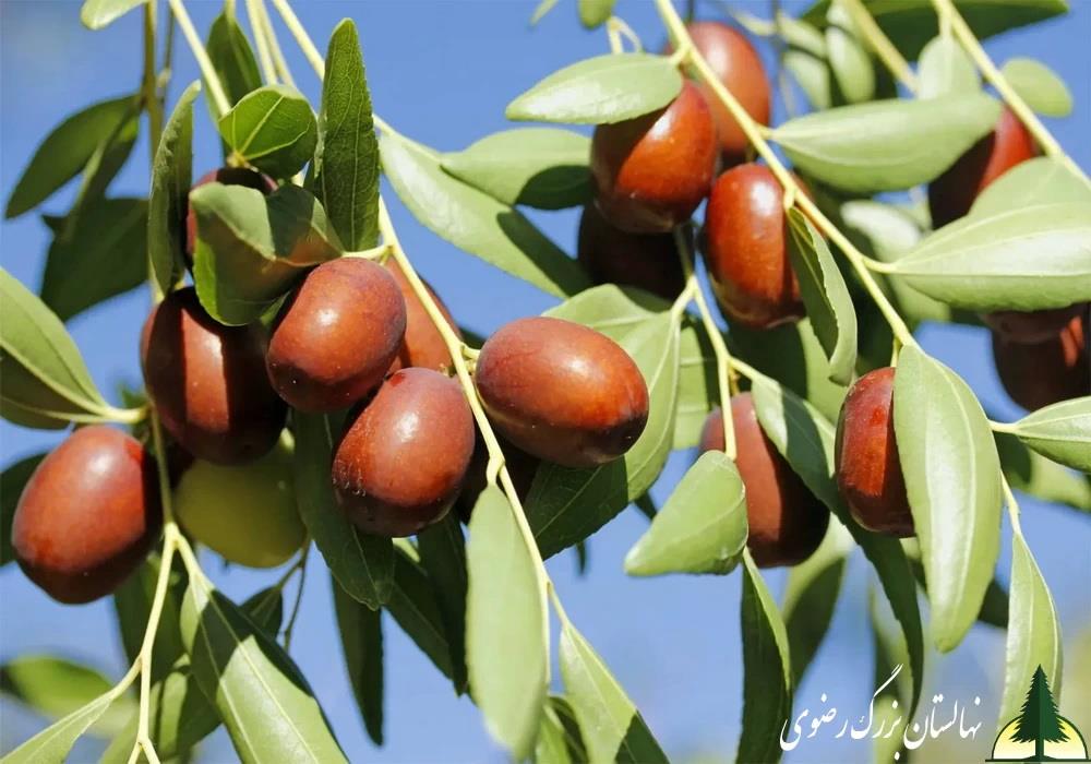 نهال عناب خرمایی