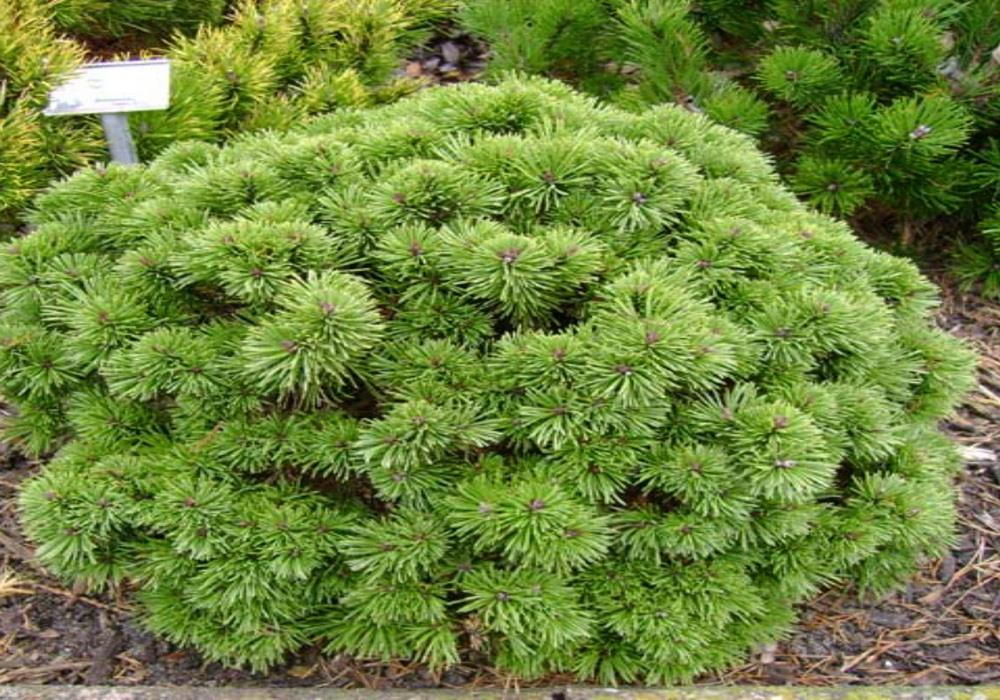 نهال کاج موگو (توپی روسی )