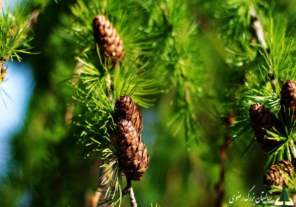 نهال کاج تهران