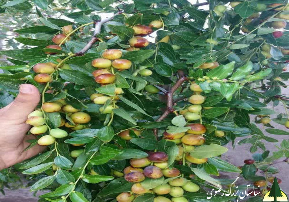 نهال عناب خرمایی