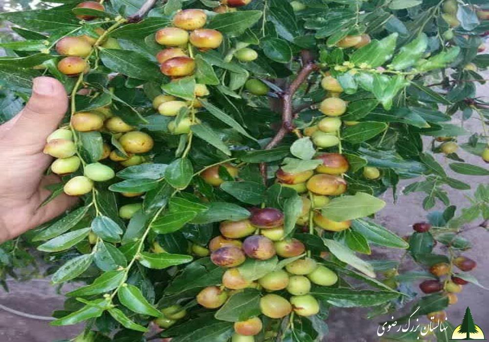 نهال عناب ترش